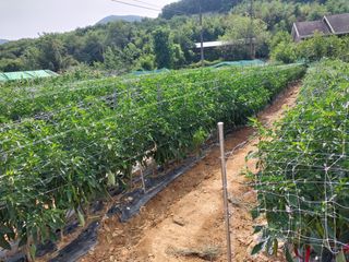 영수농원님의 자유주제 · 자유게시판 작성글 사진