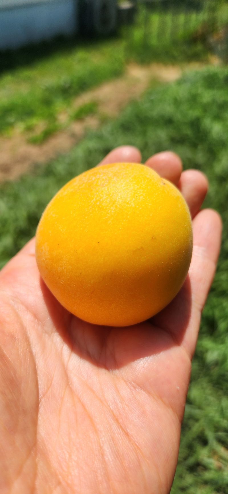 박경미님의 장터 판매 상품 [살구2.5키로5키로] 첨부 사진