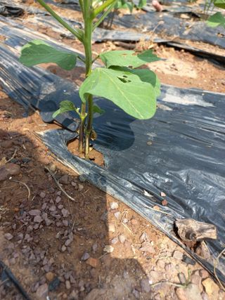 심무재 님의 농사, 무엇이든 물어보세요! · 참여글 작성글 사진