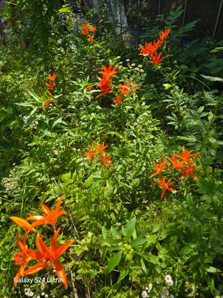 약초원 김종군님의 자유주제 · 자유게시판 작성글 사진