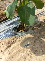 팜모닝 농사, 무엇이든 물어보세요!·참여글 게시글 이미지