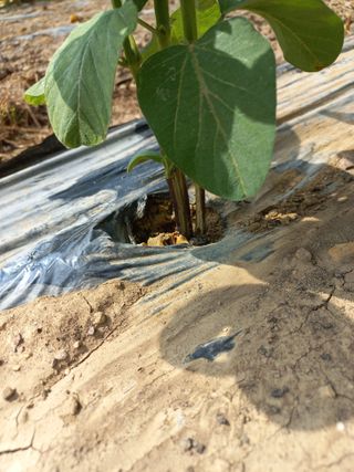 심무재 님의 농사, 무엇이든 물어보세요! · 참여글 작성글 사진