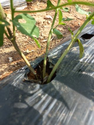 심무재 님의 농사, 무엇이든 물어보세요! · 참여글 작성글 사진