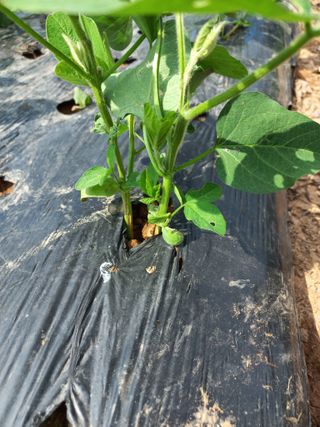 심무재 님의 농사, 무엇이든 물어보세요! · 참여글 작성글 사진