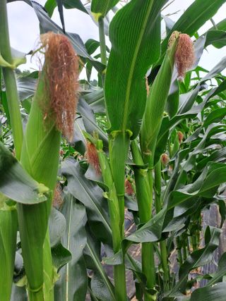 강정희님의 자유주제 · 자유게시판 작성글 사진