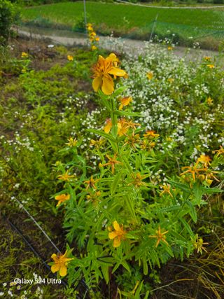 약초원 김종군님의 자유주제 · 자유게시판 작성글 사진