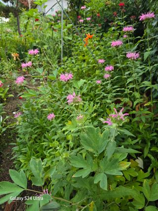 약초원 김종군님의 자유주제 · 자유게시판 작성글 사진