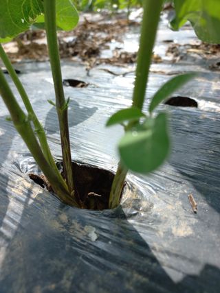 심무재 님의 농사, 무엇이든 물어보세요! · 참여글 작성글 사진