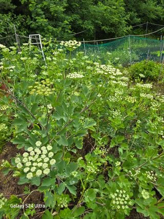 약초원 김종군님의 자유주제 · 자유게시판 작성글 사진