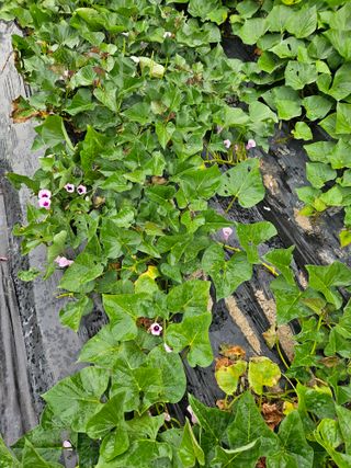 그린님의 자유주제 · 자유게시판 작성글 사진