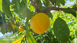 박성춘님의 농사, 무엇이든 물어보세요! · 참여글 작성글 사진