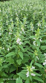 팜모닝 농사, 무엇이든 물어보세요!·참여글 게시글 이미지