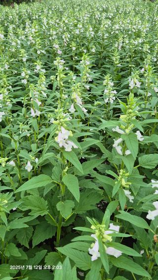 제주토박이님의 농사, 무엇이든 물어보세요! · 참여글 작성글 사진