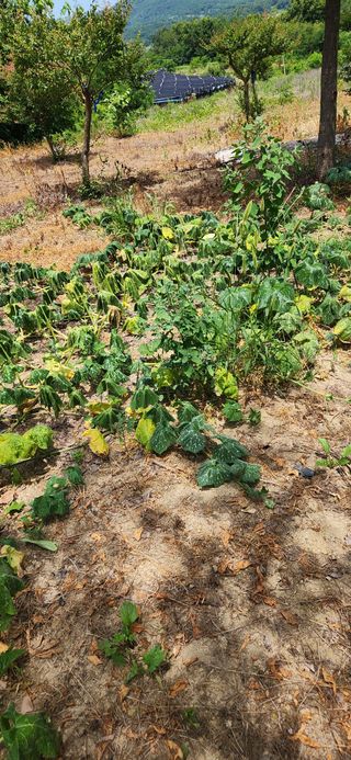 이응철님의 자유주제 · 자유게시판 작성글 사진