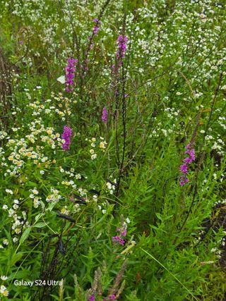약초원 김종군님의 자유주제 · 자유게시판 작성글 사진