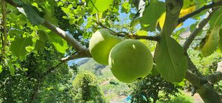 김선례님의 자유주제 · 자유게시판 작성글 사진