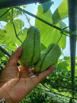 산성골농장님의 자유주제 · 자유게시판 작성글 사진