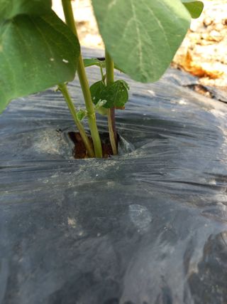 심무재 님의 농사, 무엇이든 물어보세요! · 참여글 작성글 사진