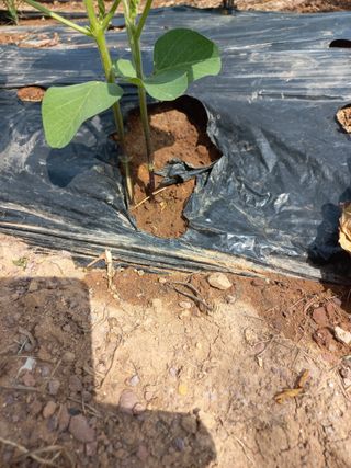 심무재 님의 농사, 무엇이든 물어보세요! · 참여글 작성글 사진