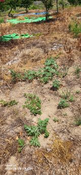 팜모닝 자유주제·자유게시판 게시글 이미지