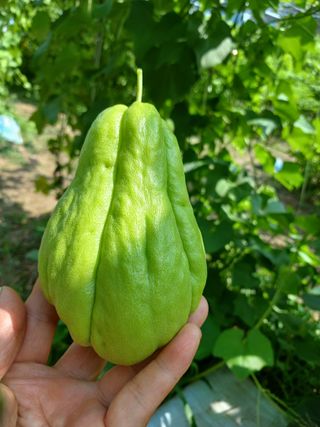 산성골농장님의 자유주제 · 자유게시판 작성글 사진