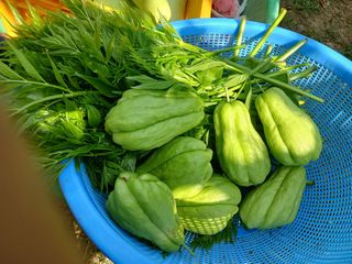 산성골농장님의 자유주제 · 자유게시판 작성글 사진