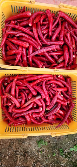 하은와송~♡♡♡~님의 자유주제 · 자유게시판 작성글 사진