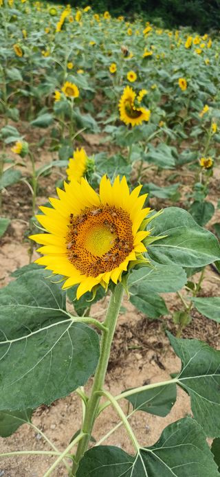 이강재님의 자유주제 · 자유게시판 작성글 사진