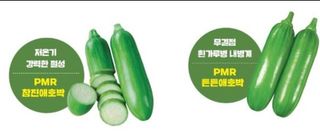 대산농사대장님의 호박 · 자유게시판 작성글 사진