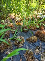 팜모닝 자유주제·자유게시판 게시글 이미지