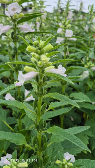 제주토박이님의 농사, 무엇이든 물어보세요! · 참여글 작성글 사진