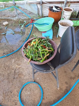 용두예비님의 고추 · 병해충상담 작성글 사진