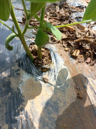 심무재 님의 농사, 무엇이든 물어보세요! · 참여글 작성글 사진