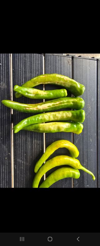 대산농사대장님의 고추 · 비료•농약 작성글 사진