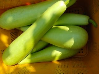 산성골농장님의 자유주제 · 자유게시판 작성글 사진