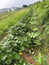 팜모닝 고구마·자유게시판 게시글 이미지