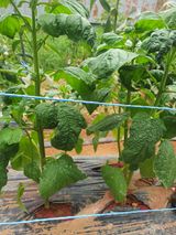 팜모닝 자유주제·자유게시판 게시글 이미지