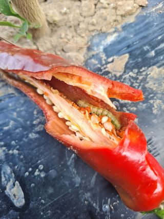 농촌사랑님의 자유주제 · 자유게시판 작성글 사진