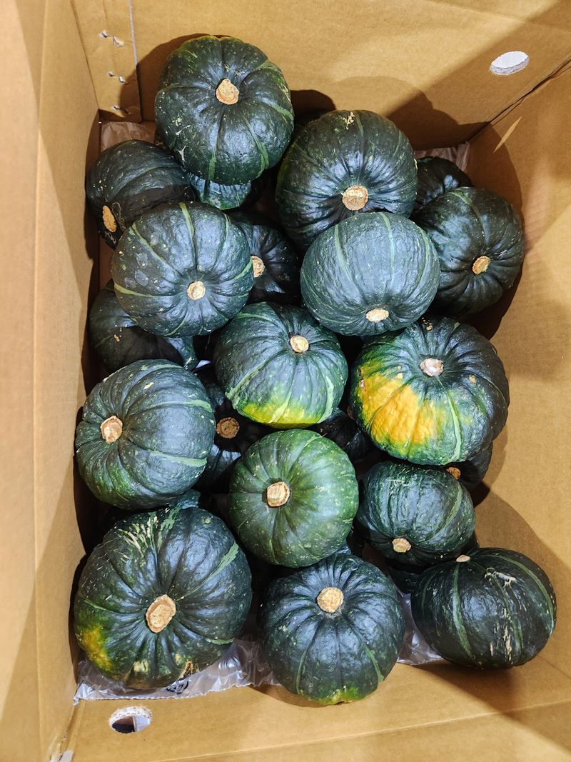 제주빅팜님의 장터 판매 상품 [제주 보우짱품종 단호박, 밤호박] 첨부 사진