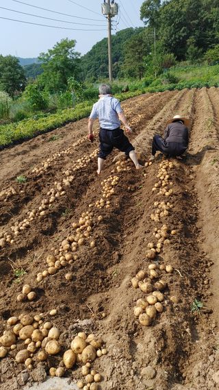 김채규님의 감자 · 자유게시판 작성글 사진