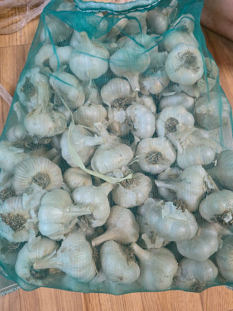 마늘7633님의 장터 판매 상품 [홍삼마늘 식용 및 종자 판매] 첨부 사진