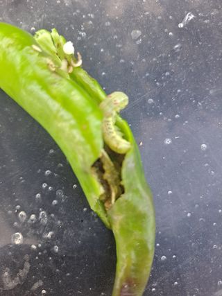 농촌사랑님의 자유주제 · 자유게시판 작성글 사진