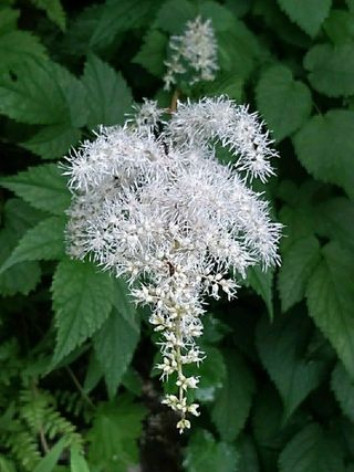 약초원 김종군님의 자유주제 · 자유게시판 작성글 사진