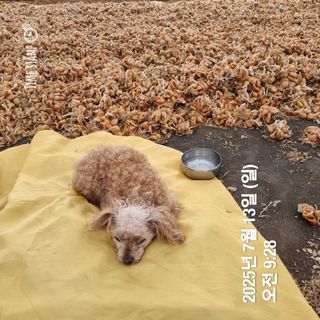 민들레님의 자유주제 · 자유게시판 작성글 사진