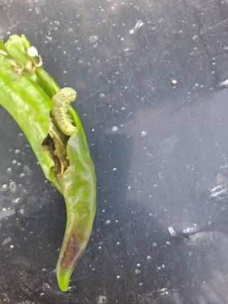 농촌사랑님의 자유주제 · 자유게시판 작성글 사진