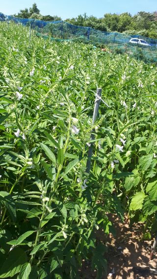 순자님의 농사, 무엇이든 물어보세요! · 참여글 작성글 사진