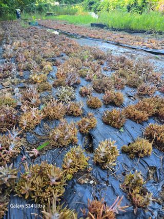 약초원 김종군님의 자유주제 · 자유게시판 작성글 사진