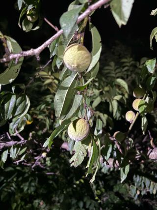 조성보님의 복숭아 · 병해충상담 작성글 사진