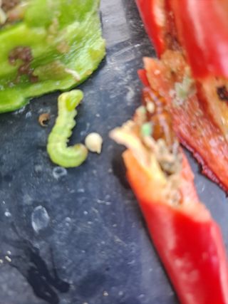 농촌사랑님의 자유주제 · 자유게시판 작성글 사진