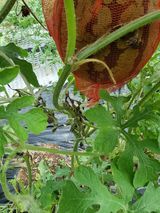 팜모닝 농사, 무엇이든 물어보세요!·참여글 게시글 이미지